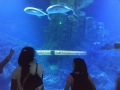 IMG-20190619-WA0129