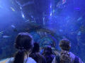 IMG-20230328-WA0163