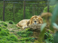Cotswold-Wildlife-Park-and-Gardens-9