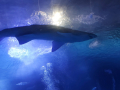 IMG-20220330-WA0098