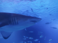 IMG-20220330-WA0100