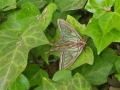 IMG-20190523-WA0010