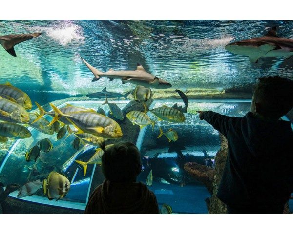 Estudiantes frente a un gran acuario con tiburones y peces tropicales