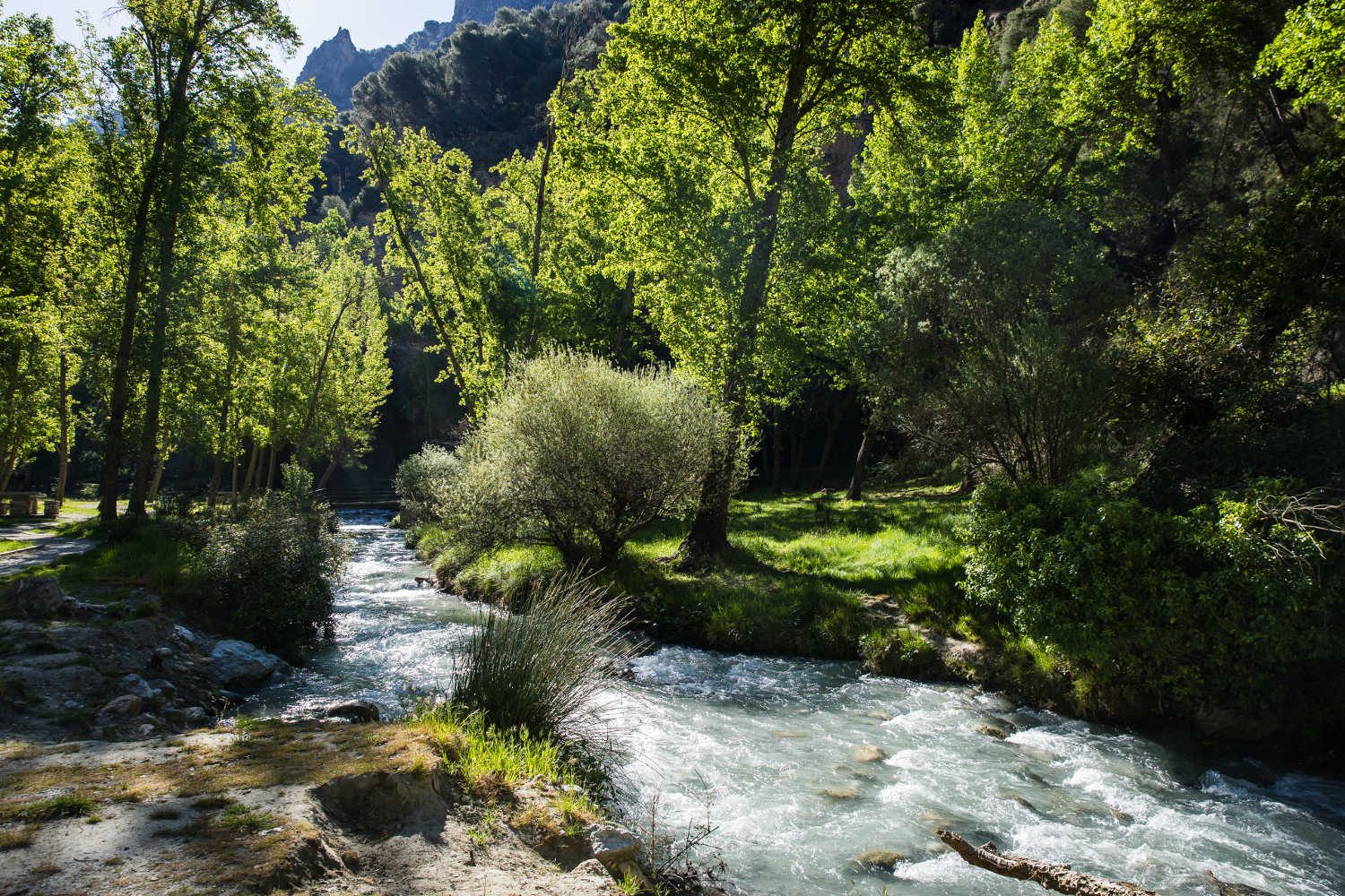 Río de aguas claras entre álamos en la sierra