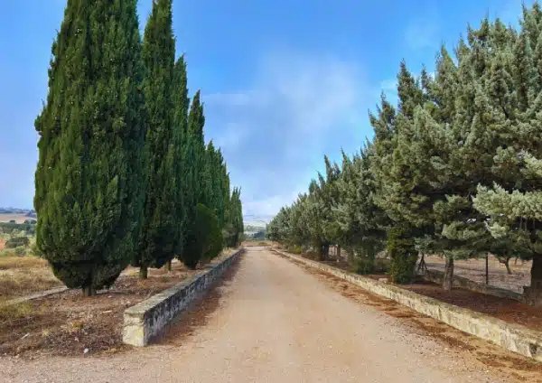 Camino de tierra flanqueado por cipreses