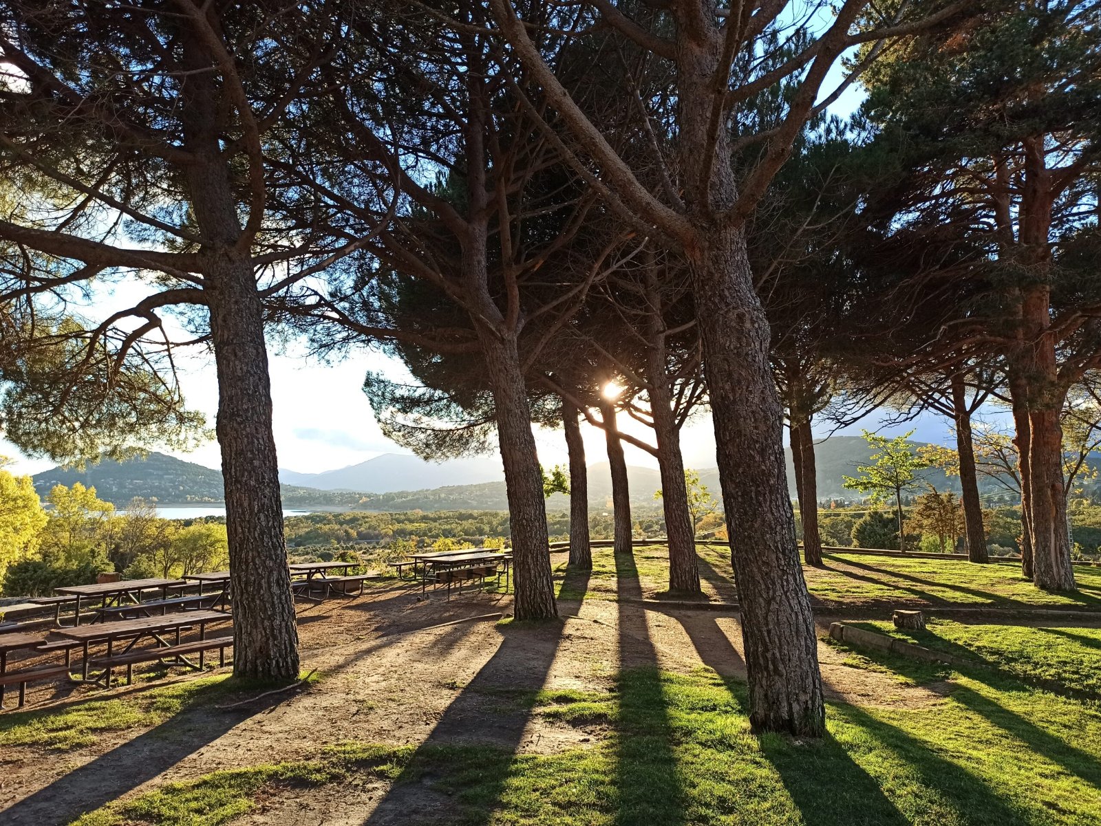 Pinar de la finca con el sol entre los troncos
